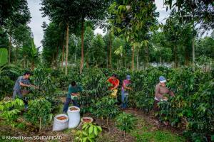 Solidaridad brindará cursos online sobre café adaptado al cambio climático