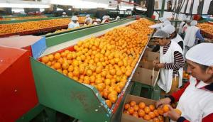 Somos el primer exportador de mandarinas del continente americano
