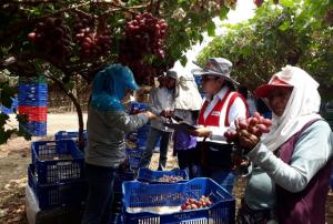 Sunafil logró que agroindustrias formalicen a 4.603 trabajadores