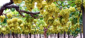 Superficie de uva de mesa en Perú no aumenta, aunque volumen de producción se incrementa de manera acelerada