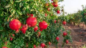 Tacna comienza a destacar por la calidad de su granada