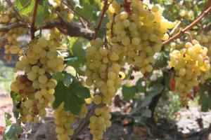 Tendencia saludable incrementa la exportación de frutas y hortalizas