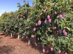 "Tenemos una escasa floración de mango en Piura, debemos estar alrededor de un 13% a un 15%" esto se verá reflejado en una reducción de más o menos el 80 % de la producción”