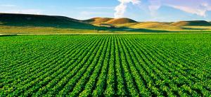 Terrenos agrícolas en costa superan los US$ 70 mil por hectárea