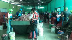 Tumbes: Sunafil identificó a 219 trabajadores informales laborando en empresas exportadoras de hortalizas