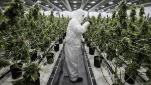 Una de las mayores tabacaleras del mundo entra al mercado de la marihuana con una inversión de US$ 2,400 millones