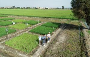 UNALM participa en proyecto que mejorará la gestión del agua en arrozales con uso de drones