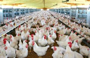 Unidades de pollo comercializados diariamente se redujo en 25% durante la pandemia