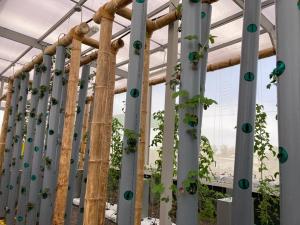 Universidad Científica del Sur desarrolla invernadero hidropónico de bajo costo que puede impulsar la agricultura vertical en el país