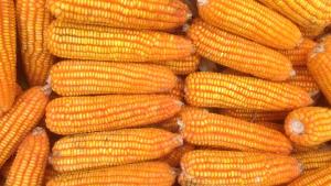 USDA: Perú se ubica en el puesto 44 como productor mundial de maíz amarillo duro, participando con el 0.13% del total