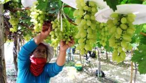 USDA: producción peruana de uva alcanzará las 775.500 toneladas en la campaña 2023/2024, lo que representaría un incremento de +1%