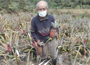 Usuario de Pensión 65 incursiona en el cultivo de piñas orgánicas durante la pandemia en Oxapampa