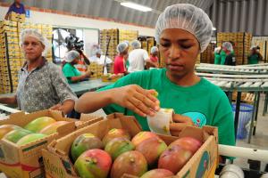 XV Congreso Internacional sobre el Mango Peruano abordará temas logísticos