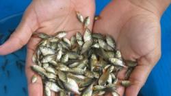11 comunidades nativas de Loreto se benefician con 40.000 alevinos de peces amazónicos