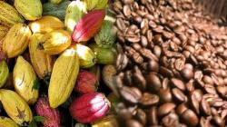 26 Convención Nacional de Café y Cacao se realizará hoy y mañana en Lima