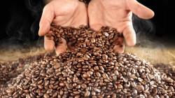 A octubre, exportaciones peruanas de café suman US$ 1.321 millones