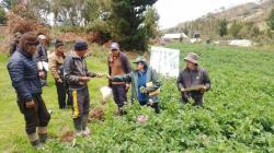 Adoptan tecnologías para reducir pérdidas de cultivos de papa por plagas y enfermedades en Huancavelica