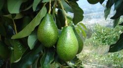 Agrícola Cerro Prieto exportó más de 50.000 toneladas de palta