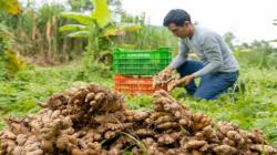 Agricultores peruanos disminuyen su superficie sembrada de jengibre para la campaña 2023/2024