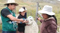 Agro Rural entregó 1.240 kits veterinarios para proteger al ganado ovino y alpaquero de las heladas en Junín