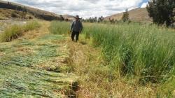 Agro Rural impulsa siembra de pastos mejorados en zonas rurales de Lima