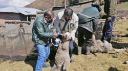 Agro Rural invierte más de s/ 4 millones para enfrentar las heladas en Junín