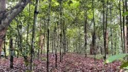 Agro Rural recuperará 585 hectáreas de ecosistemas forestales degradados en Madre de Dios