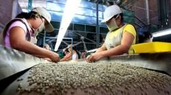 Agroexportaciones crecieron en 14 regiones, la sierra lideró ventas en enero de este año