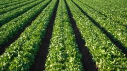 Agroindustria: Gestión preventiva clave frente a los riesgos climáticos y la volatilidad global