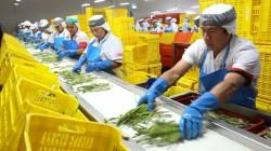 Agroindustria y agro tradicional impulsan la generación  de puestos de trabajo