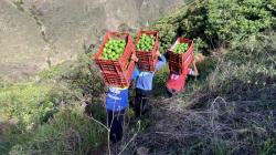 Áncash: líder nacional en exportación de palta fresca orgánica por quinto año consecutivo