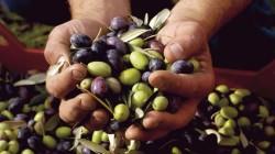 Anomalía térmica en el sur pone en riesgo hasta el 90% de la producción de aceituna en Tacna