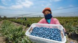 Arándano peruano: fresco y congelado, dos negocios que casi no se cruzan