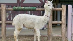 Arequipa será sede del Salón Nacional del Hilo Artesanal de Camélidos