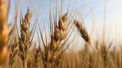 Australia iniciará múltiples ensayos de campo con trigo editado genéticamente para mayor rendimiento