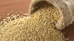 Ayacucho lidera las exportaciones de quinua de Perú al 18 de septiembre