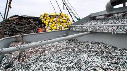 Ayer se inicia la primera temporada de pesca de anchoveta en la zona norte-centro del país