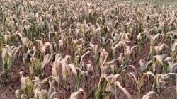 Bajas temperaturas nocturnas impactan en el desarrollo de la campaña agrícola 2025/2026