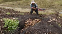 Buscan promover a productores de papas nativas del ACR Huaytapallana