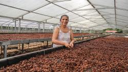 Cacao fortalece la economía lícita de 4.865 familias productoras en el Vraem