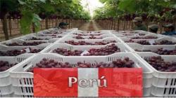 Caen los envíos de uva de mesa peruana a Asia