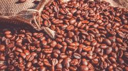 Café orgánico concentró el 16.1% de las exportaciones totales de café