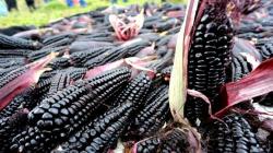 Cajamarca quiere posicionarse como la capital nacional del maíz morado