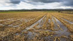 Cambio climático impacta ingresos de agricultores a nivel mundial
