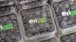 Camposol da un salto histórico en Berlín con el lanzamiento de Origen