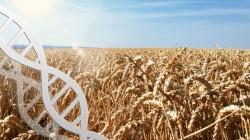 China aprueba el primer trigo editado genéticamente, mejorado para resistencia a enfermedades
