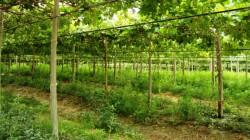 Claves para enfrentar el estrés en la uva de mesa durante la campaña