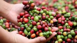 Compradores europeos de café están preocupados porque gobierno peruano no garantiza exportaciones sin deforestación