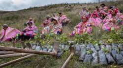 Conoce la iniciativa que rescata bosques andinos en Perú y ha sido reconocida como modelo emblemático por la ONU
