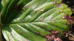 Conoce las medidas para el control y contención de la plaga Ramularia grevilleana